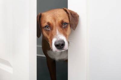犬が飼い主を『出待ちする』心理5選　お風呂やトイレの前で待ち伏せされているときの正しい対応とは？