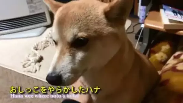 『パパ、どうしよう…』犬が盛大にやらかしママが激怒した結果…想像以上の『反省』がまるで人間のよう「完全にションボリ顔」「これぞ猛省」