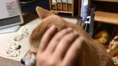 『パパ、どうしよう…』犬が盛大にやらかしママが激怒した結果…想像以上の『反省』がまるで人間のよう「完全にションボリ顔」「これぞ猛省」