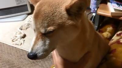 『パパ、どうしよう…』犬が盛大にやらかしママが激怒した結果…想像以上の『反省』がまるで人間のよう「完全にションボリ顔」「これぞ猛省」