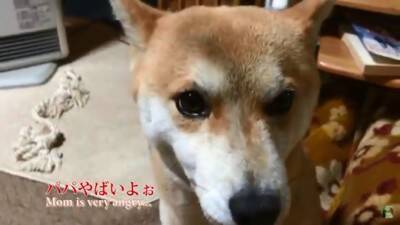 『パパ、どうしよう…』犬が盛大にやらかしママが激怒した結果…想像以上の『反省』がまるで人間のよう「完全にションボリ顔」「これぞ猛省」