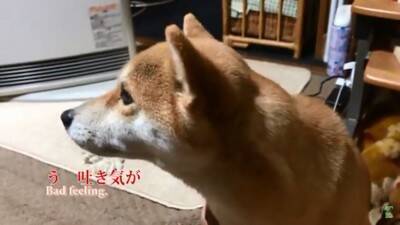 『パパ、どうしよう…』犬が盛大にやらかしママが激怒した結果…想像以上の『反省』がまるで人間のよう「完全にションボリ顔」「これぞ猛省」
