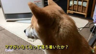 『パパ、どうしよう…』犬が盛大にやらかしママが激怒した結果…想像以上の『反省』がまるで人間のよう「完全にションボリ顔」「これぞ猛省」