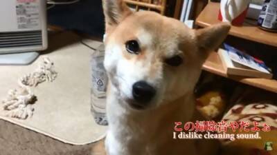 『パパ、どうしよう…』犬が盛大にやらかしママが激怒した結果…想像以上の『反省』がまるで人間のよう「完全にションボリ顔」「これぞ猛省」