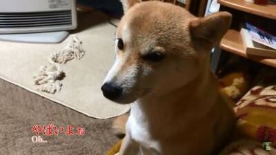 『パパ、どうしよう…』犬が盛大にやらかしママが激怒した結果…想像以上の『反省』がまるで人間のよう「完全にションボリ顔」「これぞ猛省」