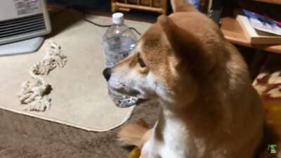 『パパ、どうしよう…』犬が盛大にやらかしママが激怒した結果…想像以上の『反省』がまるで人間のよう「完全にションボリ顔」「これぞ猛省」