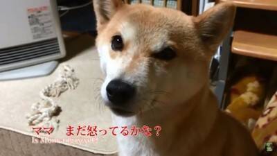『パパ、どうしよう…』犬が盛大にやらかしママが激怒した結果…想像以上の『反省』がまるで人間のよう「完全にションボリ顔」「これぞ猛省」