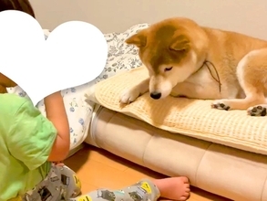男の子の布団で勝手に寝ている犬→『貸して』と声を掛けた結果…ずっと見ていたい『兄弟のような尊いやり取り』が51万再生「お互い優しい…」