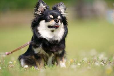 犬が健康的に暮らせる『生活習慣』3選　整えるべき理由から改善方法まで解説