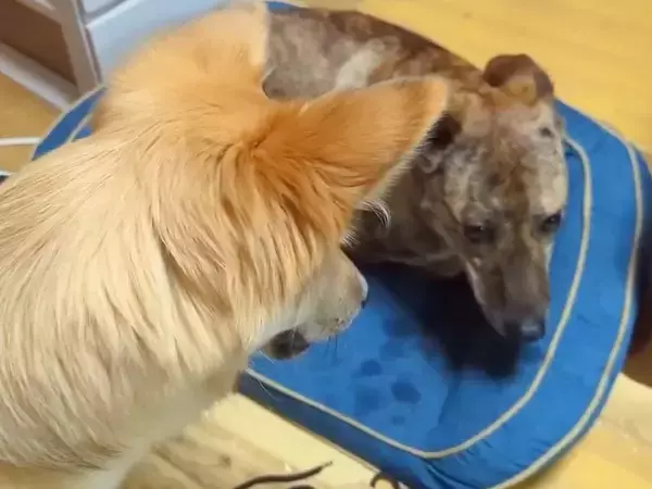 雷に怯える犬→同居犬に『励ましてあげて』とお願いした結果…まさかの『愛にあふれた行動』に反響「本当に優しい子」「言葉しっかり理解してる」