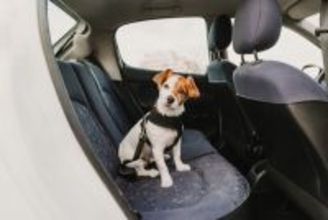 犬を『車に放置してはいけない』理由3選　短時間でも絶対NG？愛犬と出かけるときの注意点まで