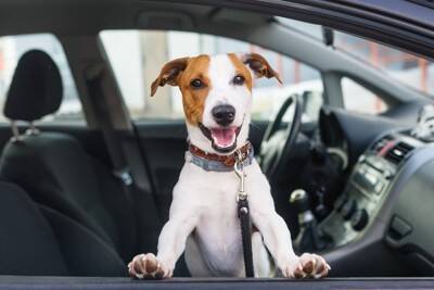 犬を『車に放置してはいけない』理由3選　短時間でも絶対NG？愛犬と出かけるときの注意点まで