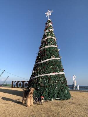 犬と暮らせば【第521話】「聖夜の罠」