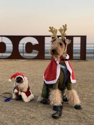 犬と暮らせば【第521話】「聖夜の罠」