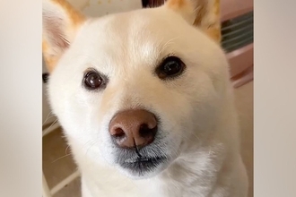 6年間、犬を『お姫様』のように育てた結果→溺愛しすぎた『現在の光景』が尊いと230万再生「自分を人間と思ってそうｗ」「たまらない」と絶賛