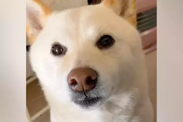 6年間、犬を『お姫様』のように育てた結果→溺愛しすぎた『現在の光景』が尊いと230万再生「自分を人間と思ってそうｗ」「たまらない」と絶賛