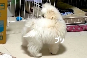 白くてフワフワの赤ちゃん犬が『おなら』を覚えた結果→出した瞬間に…『まさかの反応』が23万再生「犯人探しするの草」「ずっと見てたいｗ」