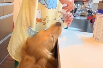 『大型犬は、哺乳瓶でミルクを飲めるのか』試してみた結果…まるで『人間の赤ちゃんのような光景』が10万再生「大きな園児ｗ」「母性爆発する」