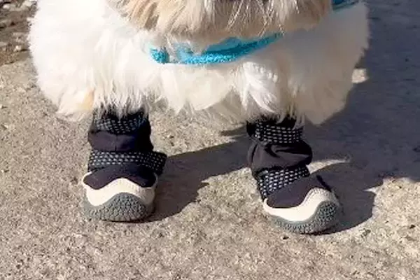 工事現場の前を通った犬→作業員が『ひつじのショーン…』とつぶやいて…思わず納得する光景が15万表示「なんとなくわかるｗｗ」「感性が素敵」