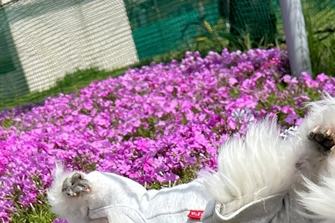 おじいちゃん犬を撮影中に『突風』が吹いた結果→コテッと転がってしまい…とんでもなく尊い『偶然の一枚』に6万いいね「可愛すぎ」「笑ったｗ」