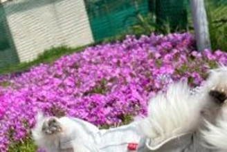 おじいちゃん犬を撮影中に『突風』が吹いた結果→コテッと転がってしまい…とんでもなく尊い『偶然の一枚』に6万いいね「可愛すぎ」「笑ったｗ」