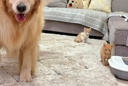 赤ちゃん子猫の前で『柴犬が暴れた』結果→見ていた大型犬が…まさかの『母性が溢れている光景』が34万再生「安心感すごい」「本当に優しい」