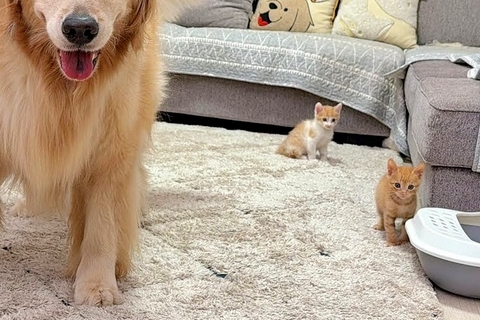 赤ちゃん子猫の前で『柴犬が暴れた』結果→見ていた大型犬が…まさかの『母性が溢れている光景』が34万再生「安心感すごい」「本当に優しい」