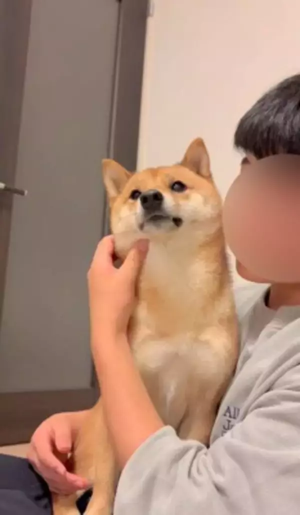 柴犬を脅してみた結果…まるで『漫才のようなやり取り』が面白すぎると495万再生「脅し方が可愛すぎるｗ」「ほぼコント」と絶賛の声