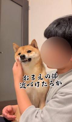 柴犬を脅してみた結果…まるで『漫才のようなやり取り』が面白すぎると495万再生「脅し方が可愛すぎるｗ」「ほぼコント」と絶賛の声