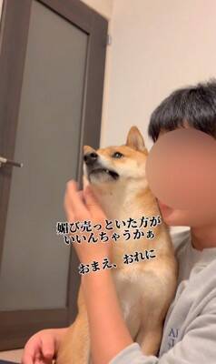 柴犬を脅してみた結果…まるで『漫才のようなやり取り』が面白すぎると495万再生「脅し方が可愛すぎるｗ」「ほぼコント」と絶賛の声