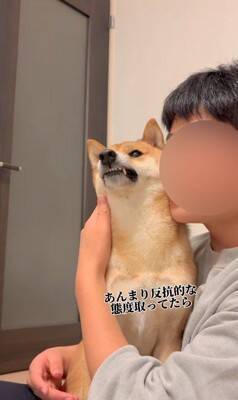 柴犬を脅してみた結果…まるで『漫才のようなやり取り』が面白すぎると495万再生「脅し方が可愛すぎるｗ」「ほぼコント」と絶賛の声