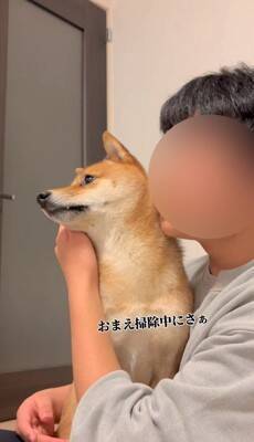 柴犬を脅してみた結果…まるで『漫才のようなやり取り』が面白すぎると495万再生「脅し方が可愛すぎるｗ」「ほぼコント」と絶賛の声