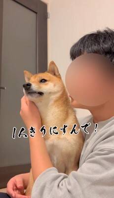 柴犬を脅してみた結果…まるで『漫才のようなやり取り』が面白すぎると495万再生「脅し方が可愛すぎるｗ」「ほぼコント」と絶賛の声