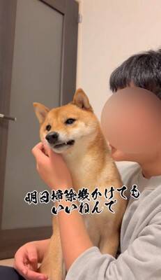 柴犬を脅してみた結果…まるで『漫才のようなやり取り』が面白すぎると495万再生「脅し方が可愛すぎるｗ」「ほぼコント」と絶賛の声