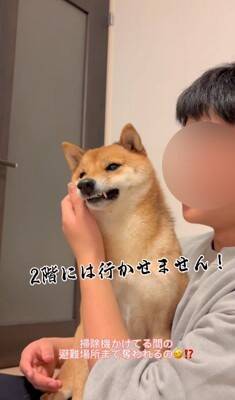 柴犬を脅してみた結果…まるで『漫才のようなやり取り』が面白すぎると495万再生「脅し方が可愛すぎるｗ」「ほぼコント」と絶賛の声
