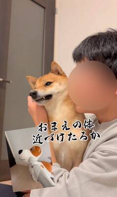 柴犬を脅してみた結果…まるで『漫才のようなやり取り』が面白すぎると495万再生「脅し方が可愛すぎるｗ」「ほぼコント」と絶賛の声