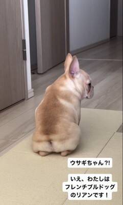『もぉっ！しつこいな！』犬をこちょこちょした結果…文句を言う姿が76万1000再生　『実は嬉しい』という本音が隠せていない表情が話題に