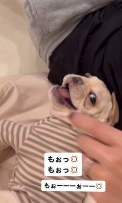 『もぉっ！しつこいな！』犬をこちょこちょした結果…文句を言う姿が76万1000再生　『実は嬉しい』という本音が隠せていない表情が話題に
