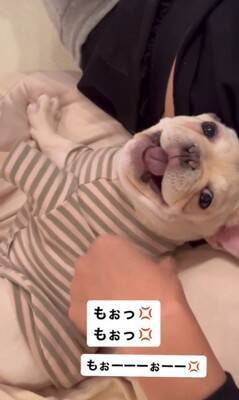 『もぉっ！しつこいな！』犬をこちょこちょした結果…文句を言う姿が76万1000再生　『実は嬉しい』という本音が隠せていない表情が話題に
