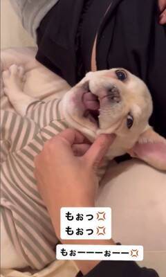 『もぉっ！しつこいな！』犬をこちょこちょした結果…文句を言う姿が76万1000再生　『実は嬉しい』という本音が隠せていない表情が話題に