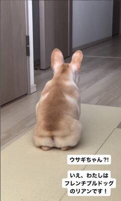 『もぉっ！しつこいな！』犬をこちょこちょした結果…文句を言う姿が76万1000再生　『実は嬉しい』という本音が隠せていない表情が話題に