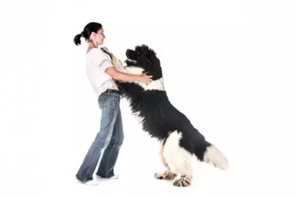 犬が『人に体をぶつけてくる』心理とは？愛犬の行動にどんな意味が隠されているの？