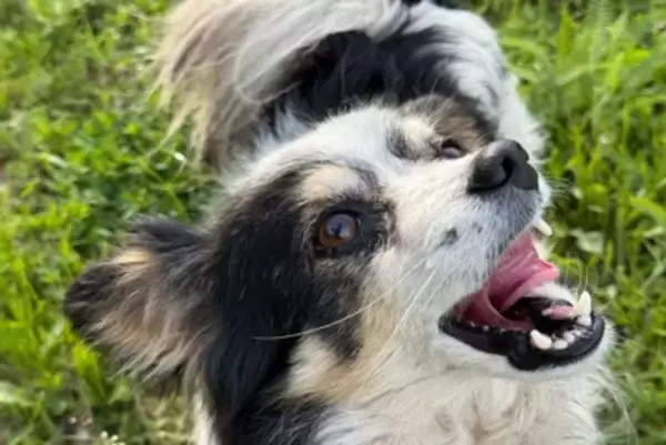 犬の『口元』から読み取れる6つの心理　愛犬が感じている感情や見分けるポイントまで