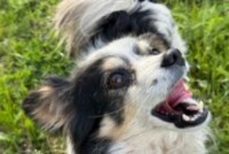 犬の『口元』から読み取れる6つの心理　愛犬が感じている感情や見分けるポイントまで