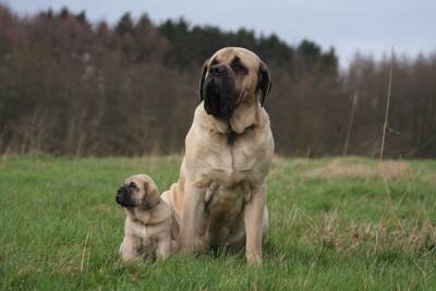 『世界で一番大きい』犬種4つ　滅多に見られない珍しいワンコや飼い方のコツまでご紹介