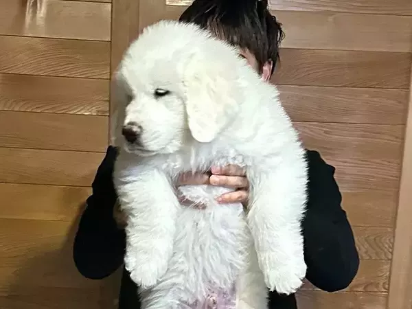 生後2ヶ月の赤ちゃん犬→すくすく育ち、8ヶ月後…『衝撃的なサイズ』に成長した光景に3万いいね「スピード違反レベルｗ」「やる気ない顔好き」