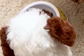 犬がご飯を食べてくれないので『動くおもちゃ』をお皿の横に置いた結果…まさかの光景に7万再生の反響「闘争心が大事ｗ」「ライバルで草」