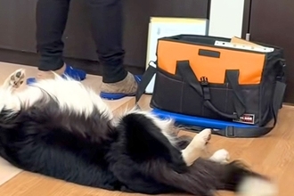 インターホンの工事で業者さんが家にやってきた結果→仕事にならない『まさかの光景』が20万再生「名残惜しそうｗｗ」「わしゃわしゃしたい」