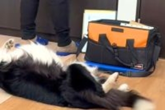 インターホンの工事で業者さんが家にやってきた結果→仕事にならない『まさかの光景』が20万再生「名残惜しそうｗｗ」「わしゃわしゃしたい」