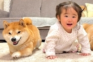 ハイハイをする1歳の女の子→見ていた柴犬が、負けじと…まさかの『微笑ましい攻防戦』が28万再生「世界一平和なレース」「言葉わかってる」